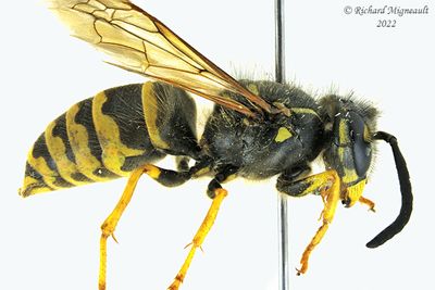 Vespidae - Vespula alascensis - Yellowjacket Wasp m22 2