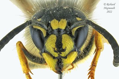 Vespidae - Vespula alascensis - Yellowjacket Wasp m22 3