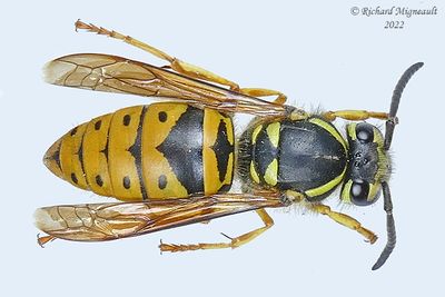 Vespidae - Vespula maculifrons - Eastern Yellowjacket, queen m22 1