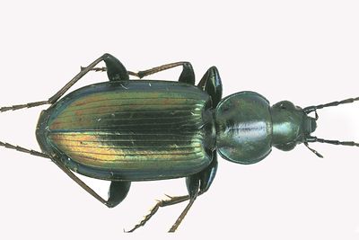 Ground beetle - Agonum cupripenne m22 1