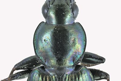 Ground beetle - Agonum cupripenne m22 2