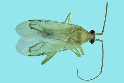 Plant bug - Blepharidopterus sp m22 