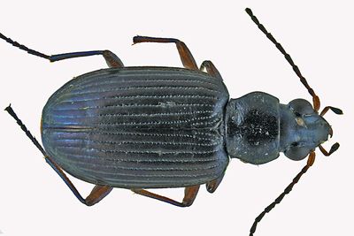 Ground beetle - Bembidion carolinense m19 1