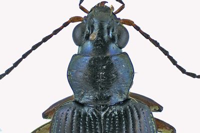 Ground beetle - Bembidion carolinense m19 2