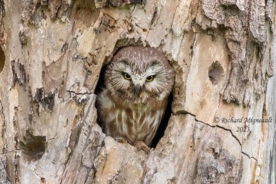 Petite Nyctale - Northern Saw-whet Owl m23