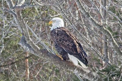 Pygargue  tte blanche - Bald Eagle m23