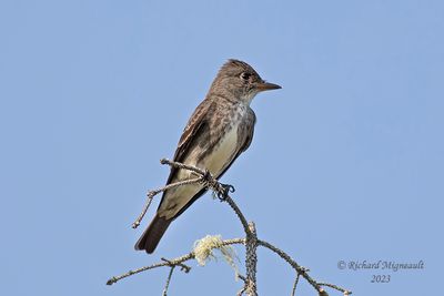 Moucherolle à côtés olive - Olive-sided Flycatcher m23