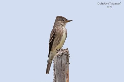 Moucherolle à côtés olive - Olive-sided Flycatcher m23
