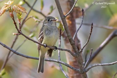 Moucherolle tchébec - Least Flycatcher m23