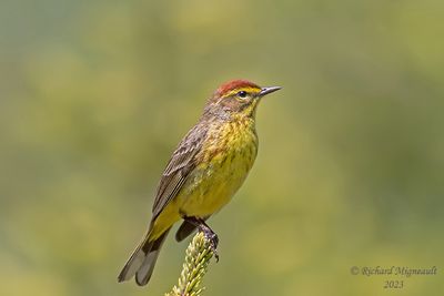 Paruline à couronne rousse - Palm Warbler 1 m23