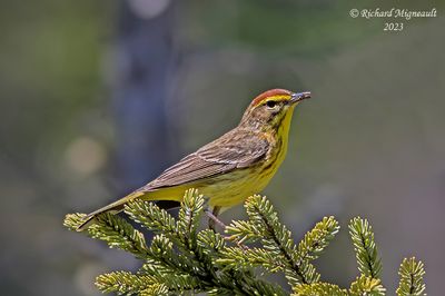Paruline à couronne rousse - Palm Warbler 2 m23