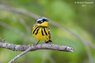 Paruline à tête cendrée - Magnolia Warbler m23