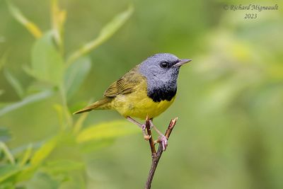 Paruline triste - Mourning Warbler 1 m23