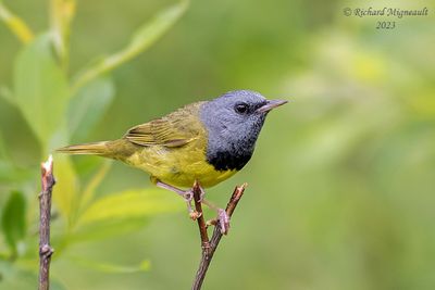Paruline triste - Mourning Warbler 2 m23