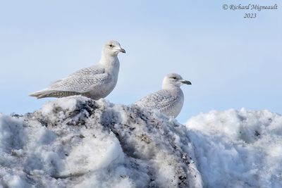 Goland arctique - Iceland Gull m23