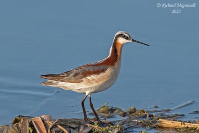 Phalarope de Wilson - Wilson's Phalarope 1 m23
