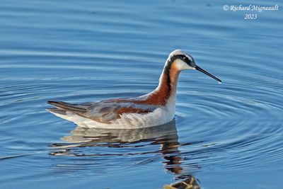 Phalarope de Wilson - Wilson's Phalarope 2 m23