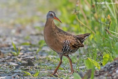 Râle de Virginie - Virginia Rail m23