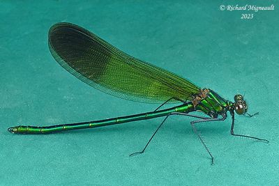 Broad-winged Damselfly - Calopteryx aequabilis - River Jewelwing m23 
