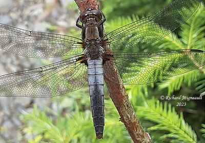 Skimmer - Ladona julia - Chalk-fronted Corporal m23