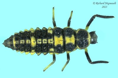 Lady Beetle larva m23 