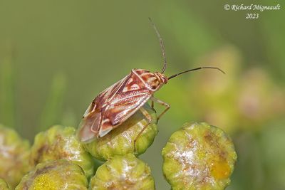 Plant Bug - Lygus lineolaris - Tarnished Plant Bug m23