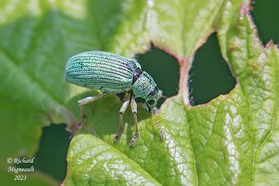 Weevil Beetle - Polydrusus formosus, Green Immigrant Leaf Weevil m23