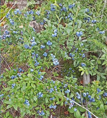 Bleuet  feuilles troites - Lowbush blueberry - Vaccinium angustifolium m23