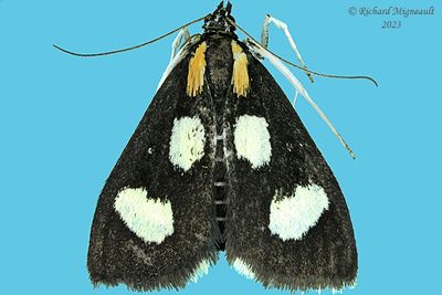 4958a - White-spotted Sable Moth - Anania funebris glomeralis m23