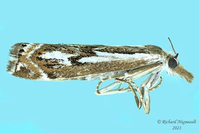 5341 - Crambus alienellus m23
