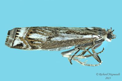 5341 - Crambus alienellus m23
