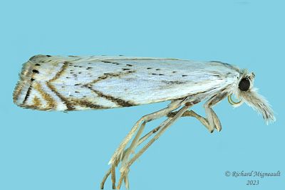 5361 - Grass-veneer Moth - Crambus albellus m23