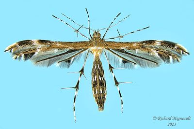 6102 - Plume Moth - Dejongia lobidactylus m23