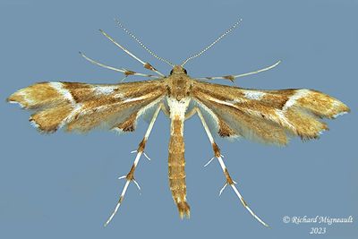 6105 - Rose Plume Moth - Cnaemidophorus rhododactyla m23 