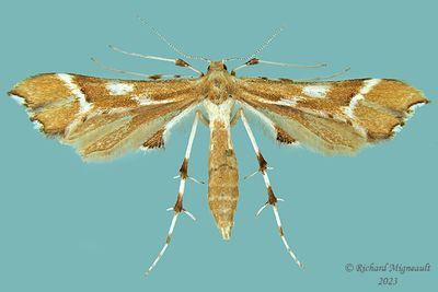 6105 - Rose Plume Moth - Cnaemidophorus rhododactyla m23