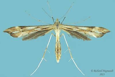 6107 - Plume Moth - Gillmeria pallidactyla m23 