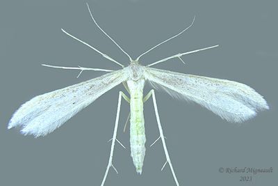 6203 - Plume Moth - Hellinsia homodactylus m23