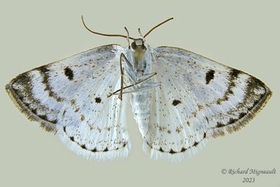 6666 - Bluish Spring Moth - Lomographa semiclarata m23
