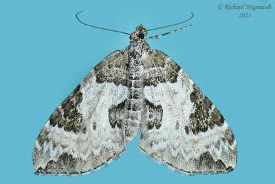 7206 - White Eulithis Moth - Eulithis explanata m23 