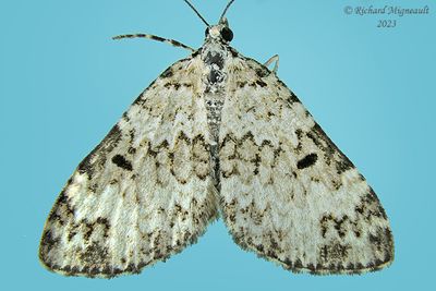 7312 - Double-banded Carpet Moth - Spargania magnoliata m23 