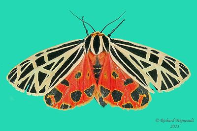 8197 - Virgin Tiger Moth - Apantesis virgo m23