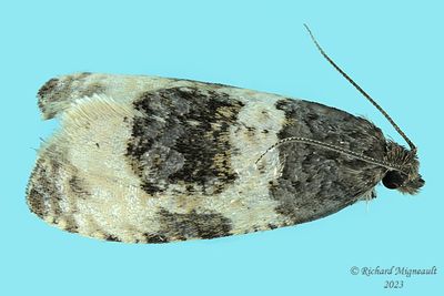 2848 - Divided Olethreutes Moth - Olethreutes bipartitana m23