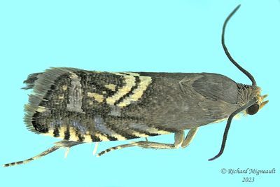 3439 - Clover Head Caterpillar Moth - Grapholita interstinctana m23