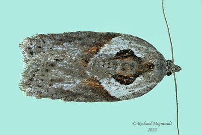 3542 - Acleris maculidorsana - Stained-back Leafroller m23 