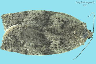 3637 - Large Aspen Tortrix Moth - Choristoneura conflictana m23 