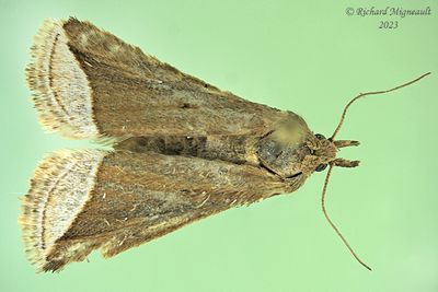9059 - Capis curvata - Curved Halter Moth m23 