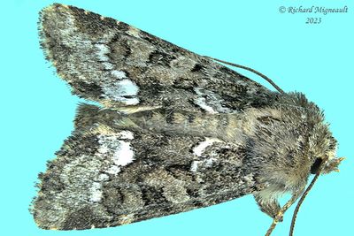 9415.1 - Oligia strigilis - Marbled Minor Moth m23 