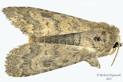 9653 - Mottled Rustic Moth - Caradrina morpheus m23 