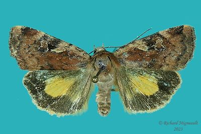 11012 - Catocaline Dart - Cryptocala acadiensis m23