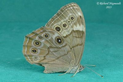 4568,1 - Northern Pearly-eye - Satyre perl m23